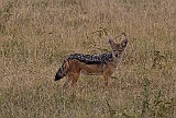 Black-backed jackal, Ngorongoro crater